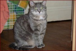 Shaphân